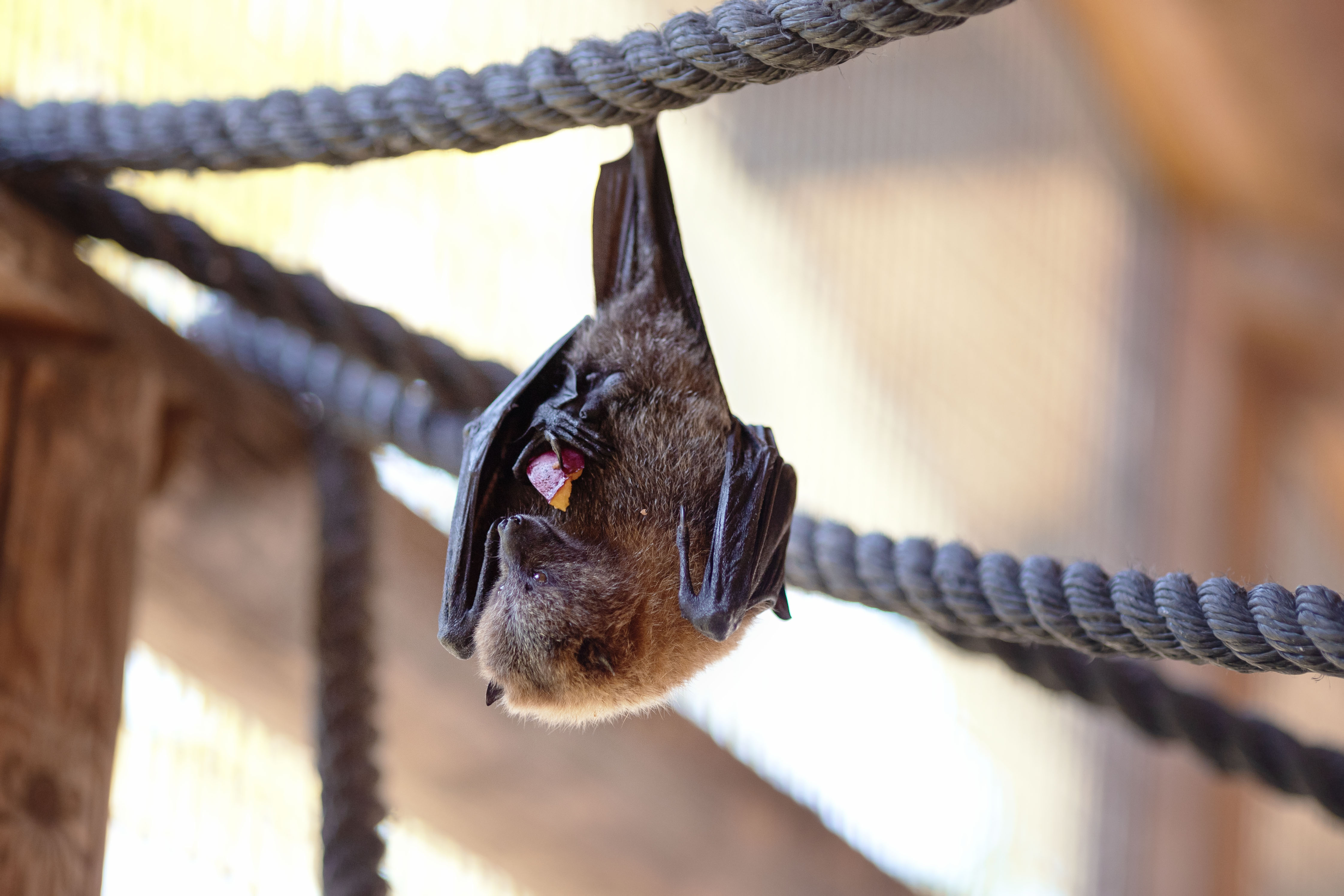 Bat removal