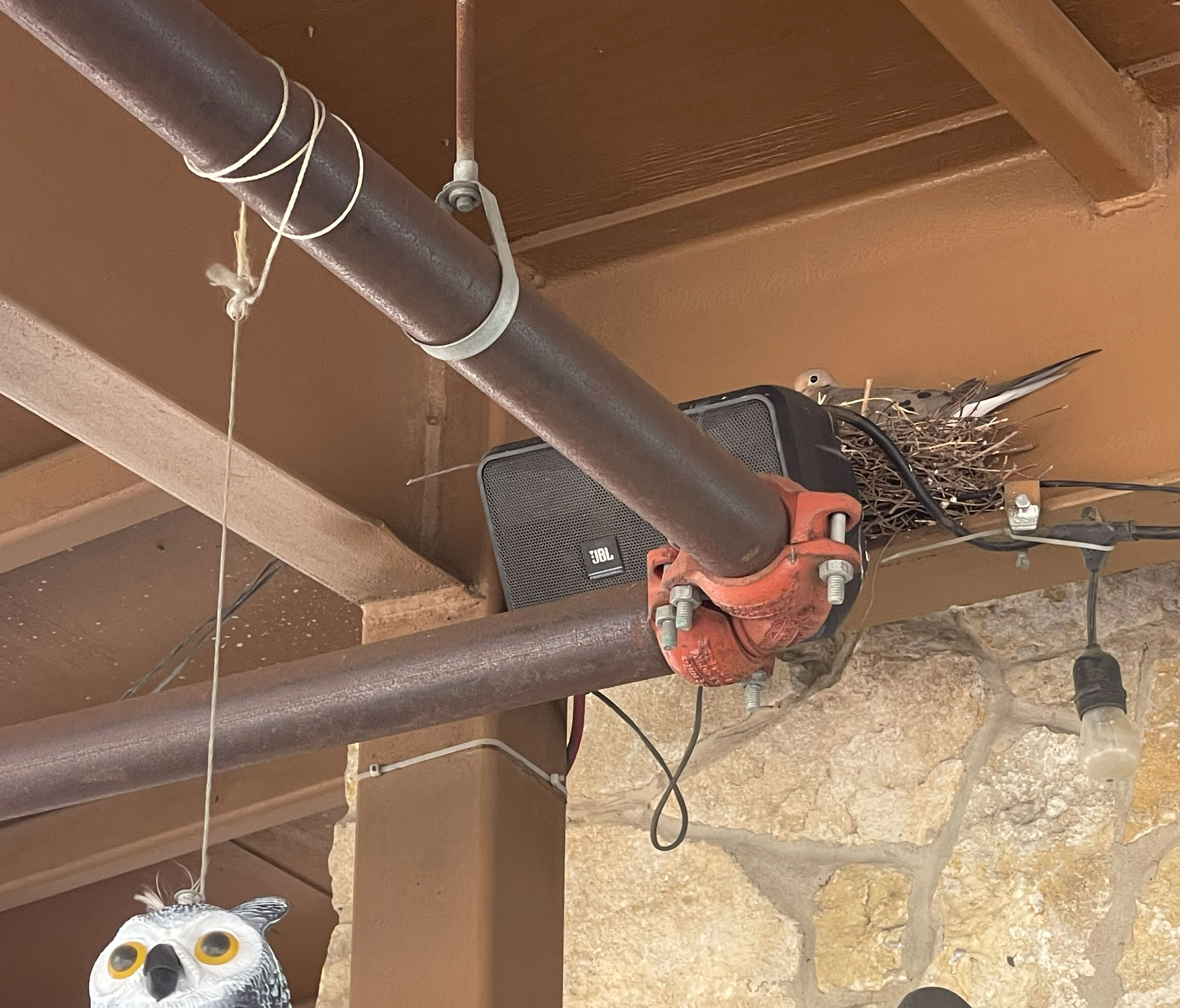 Bird removal