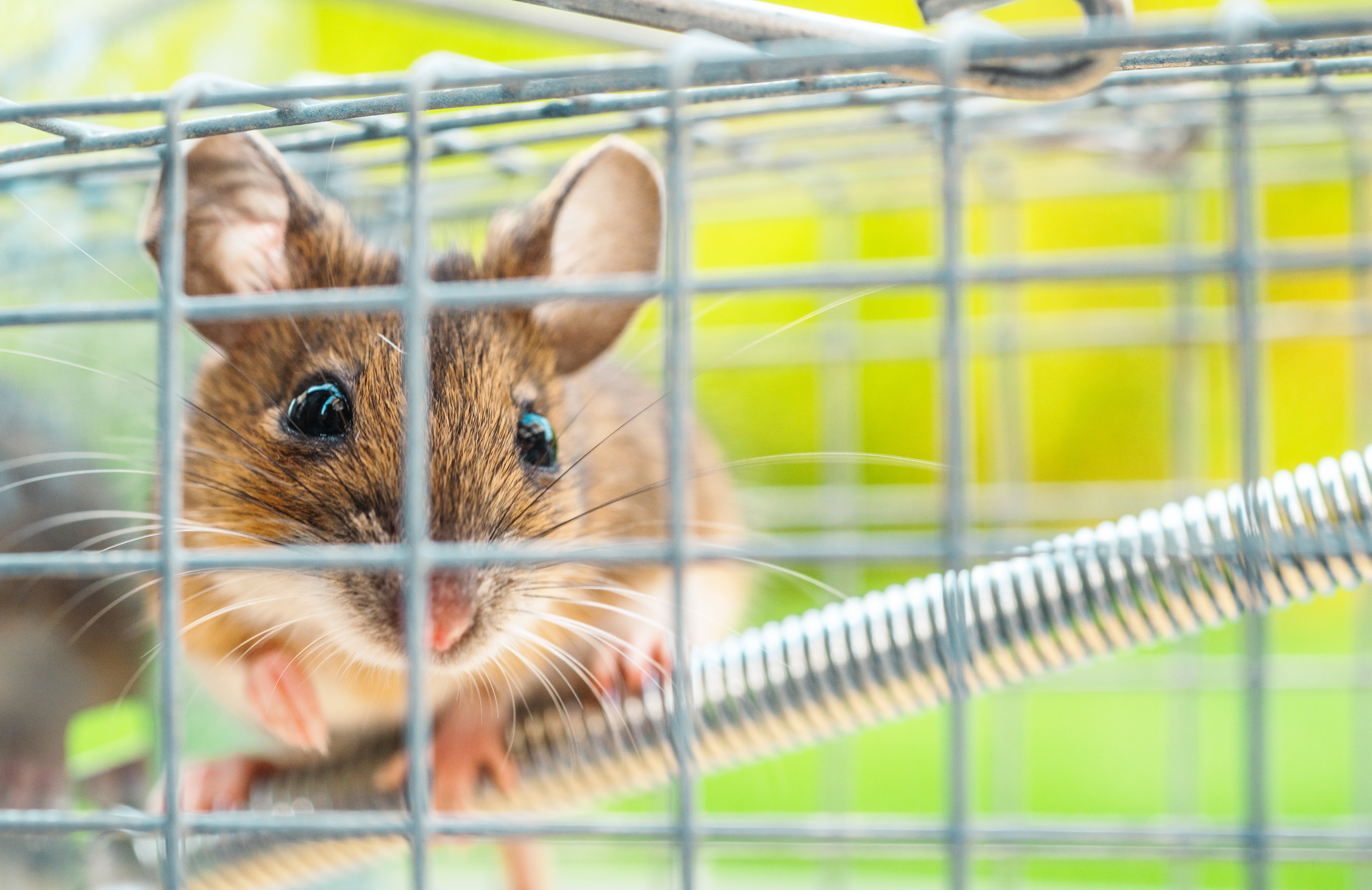Rat removal