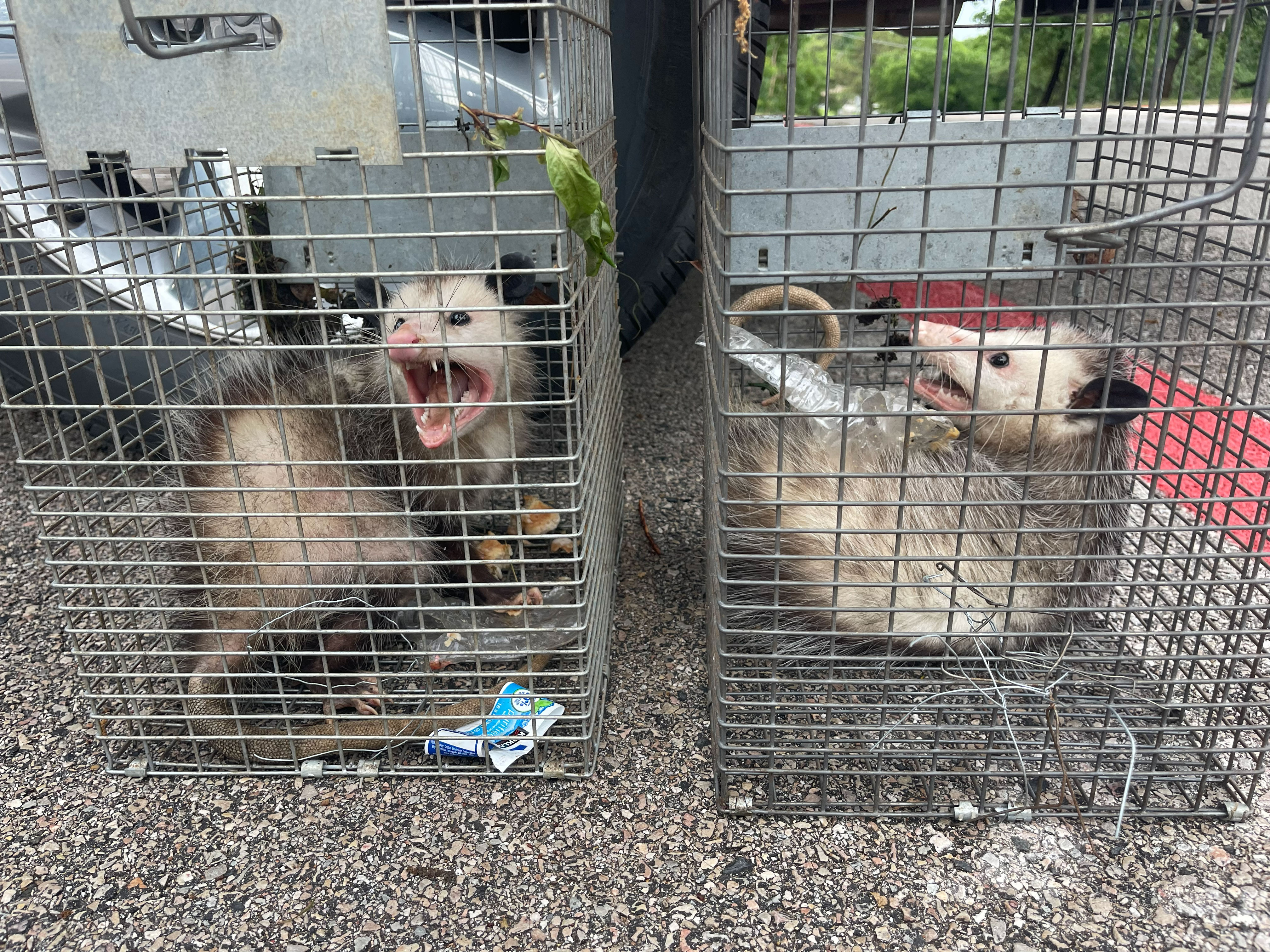 Wildlife trap