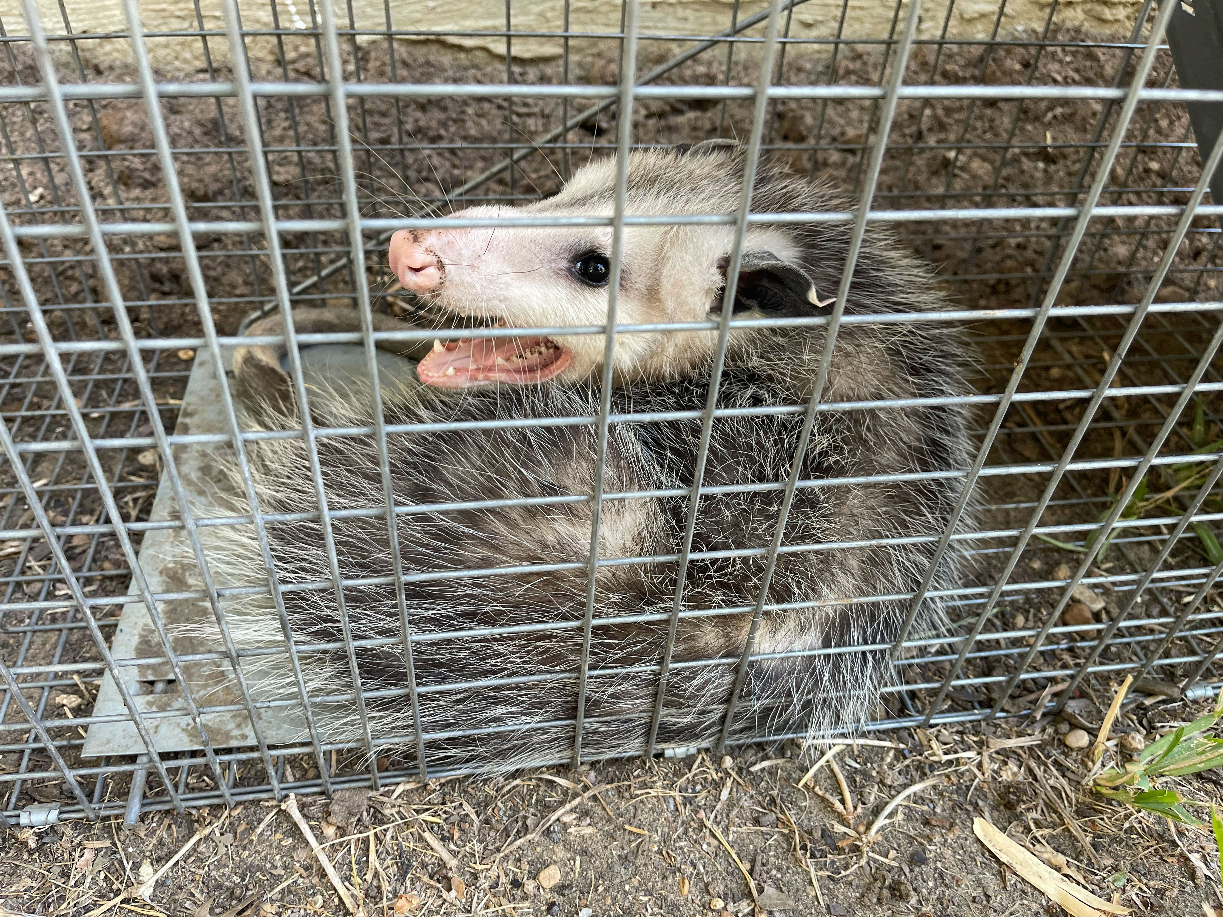 Opossum removal