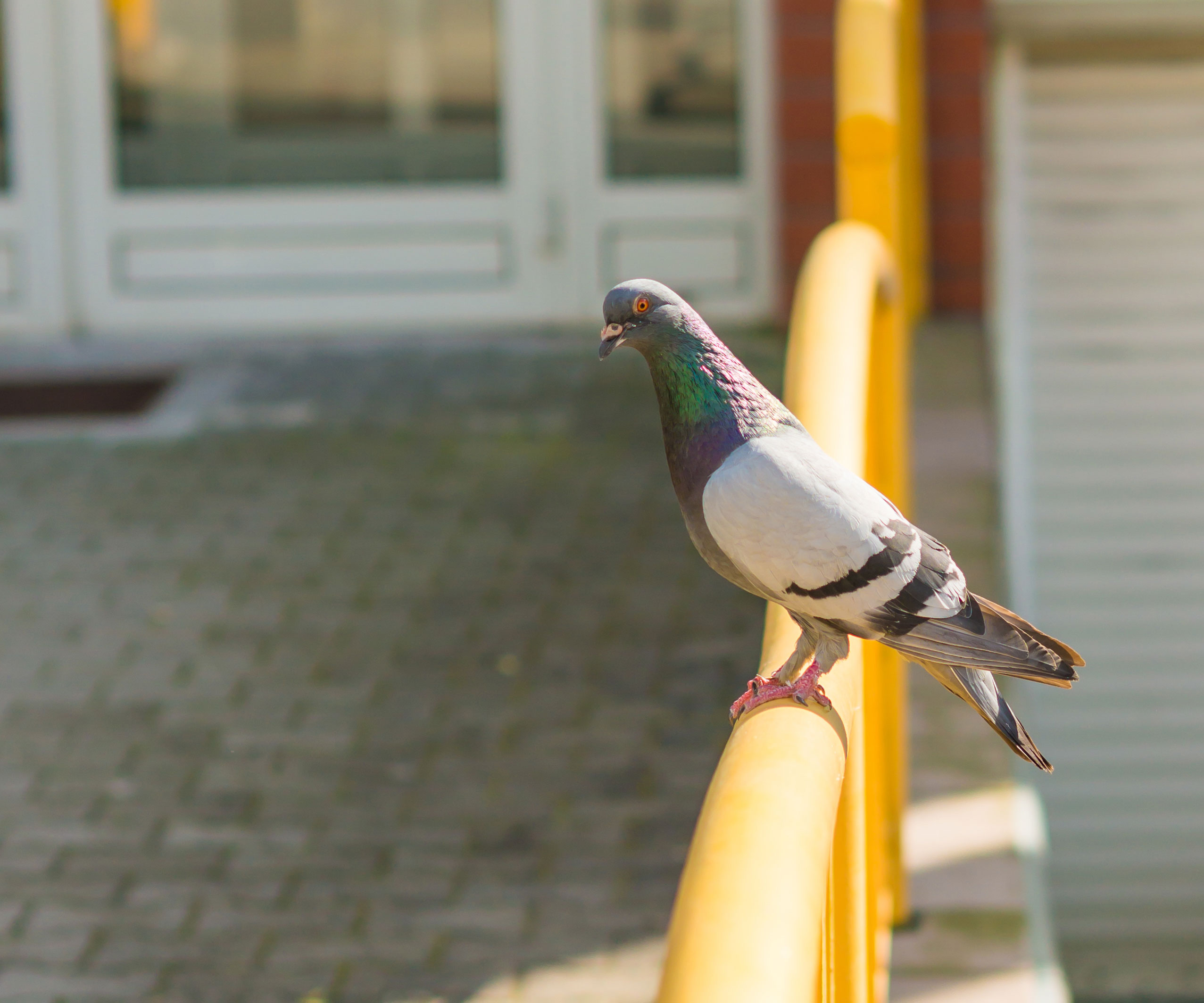 Bird deterrent