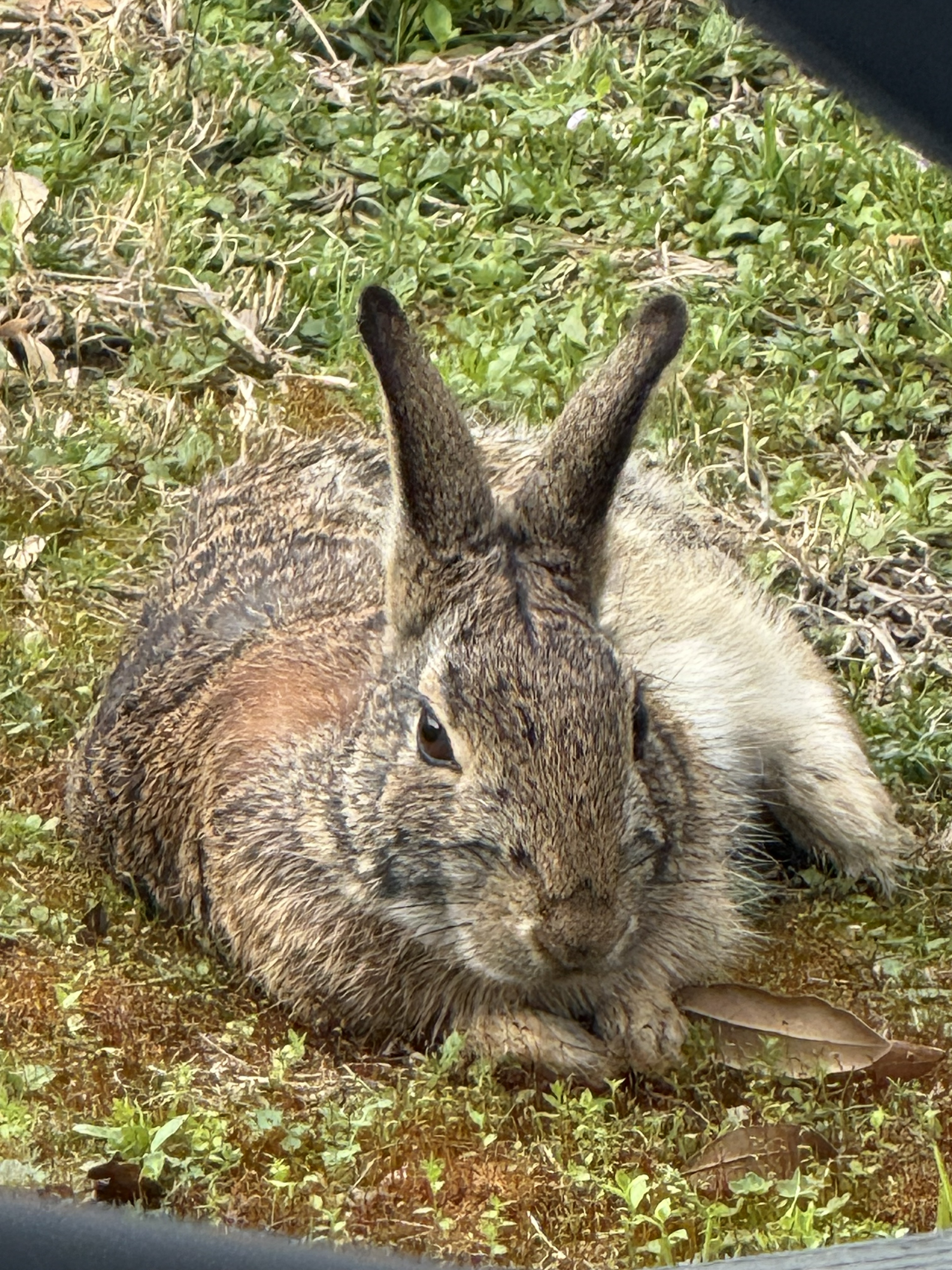 Rabbit in yard