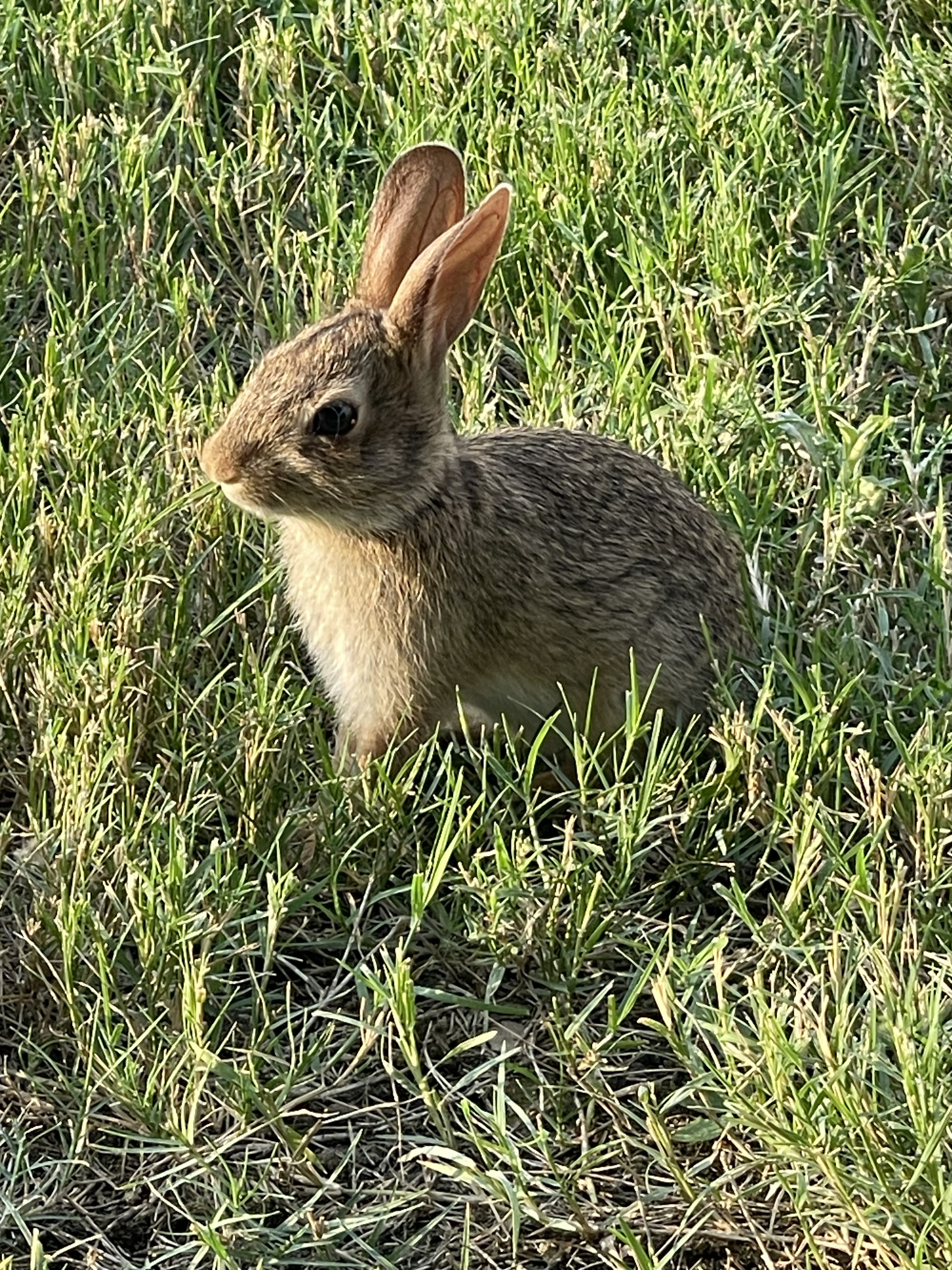 Rabbit removal