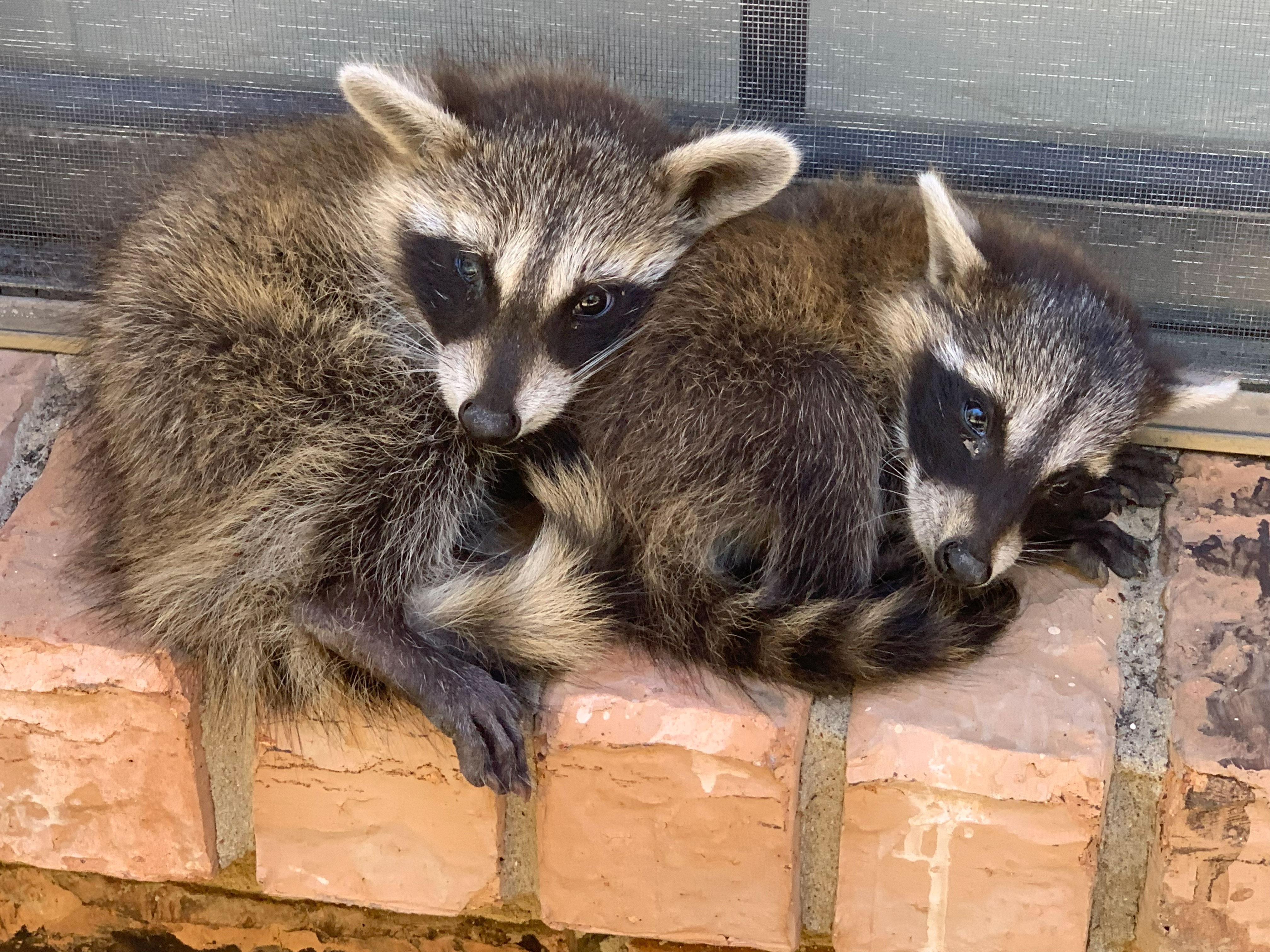 Wildlife cleanup
