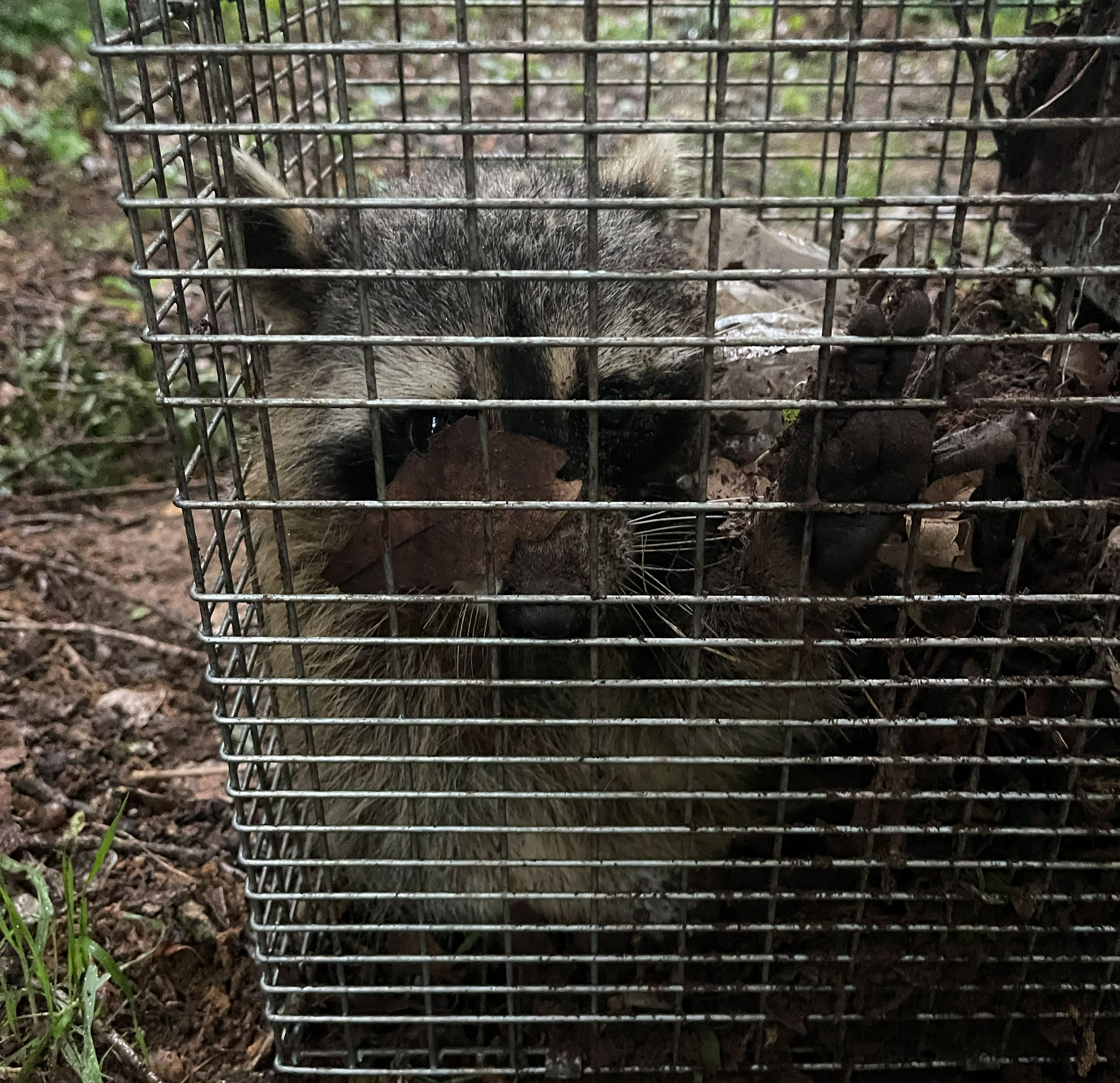 Wildlife exclusion DFW