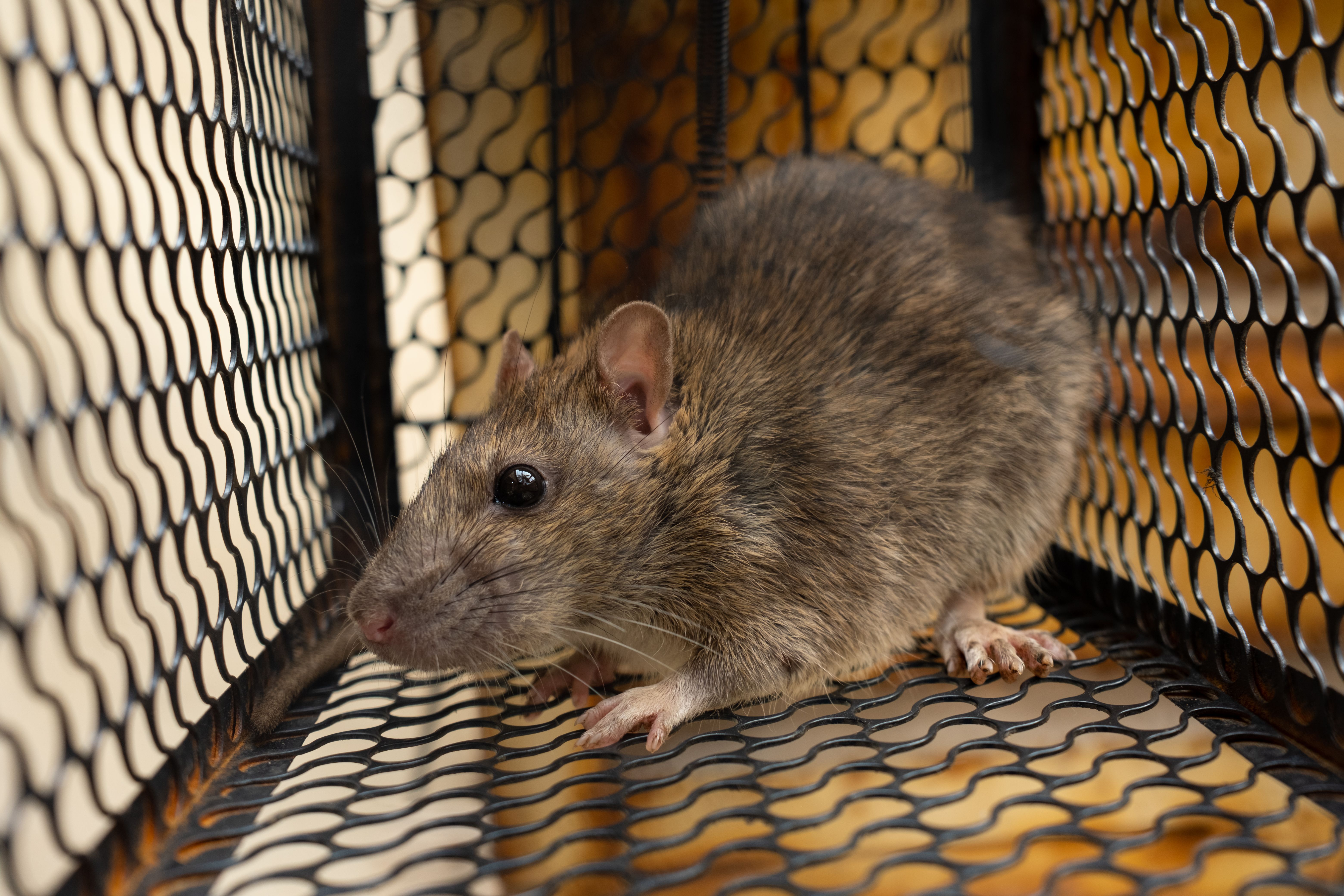 Rodent cleanup