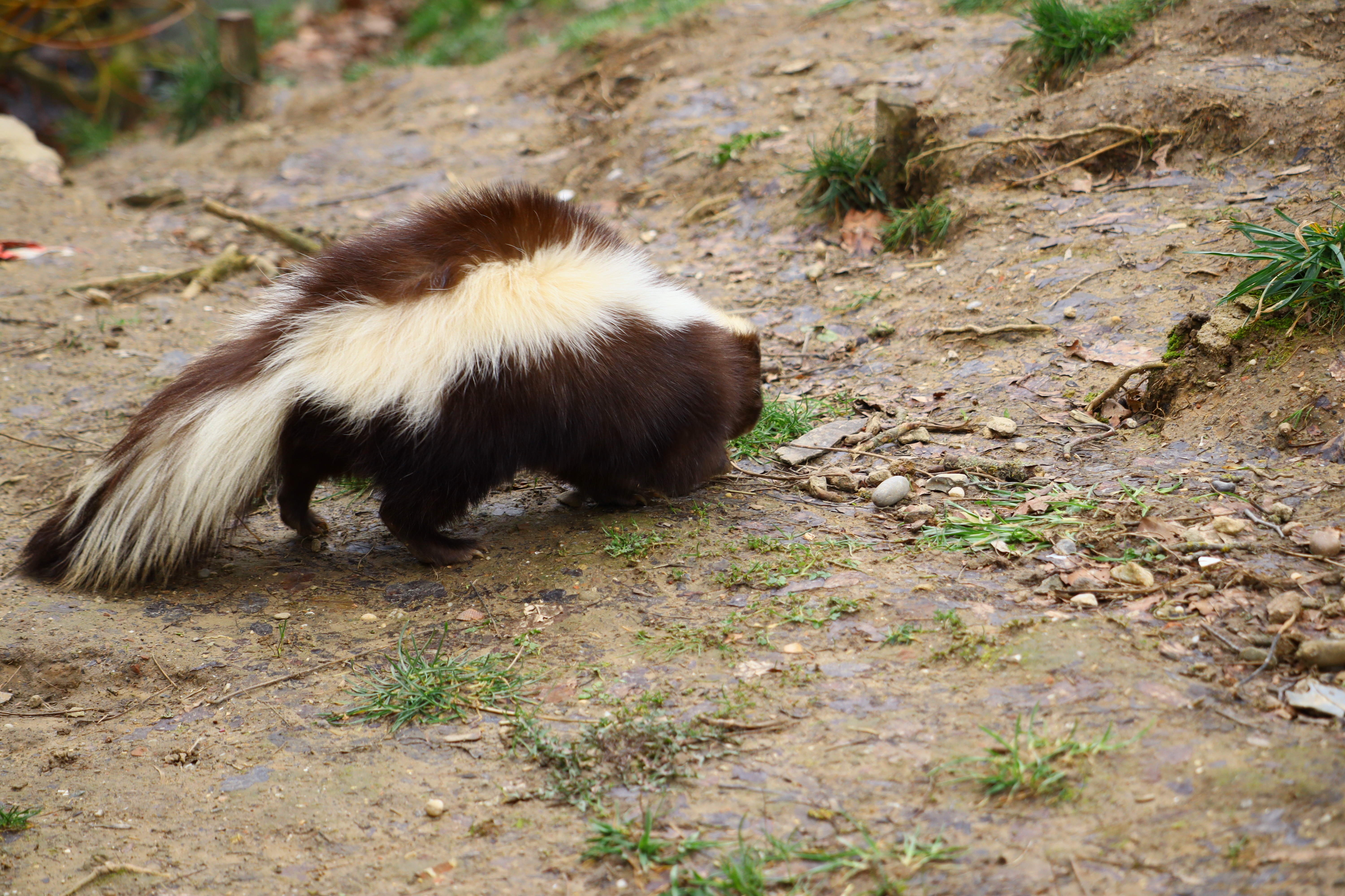 Skunk removal