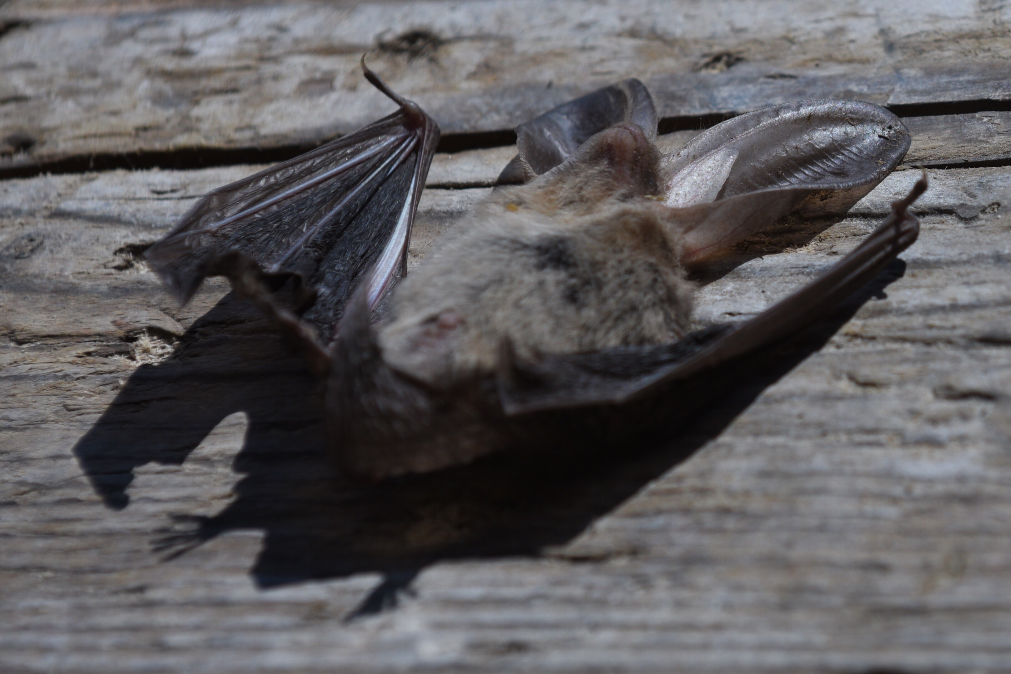 Bat exclusion