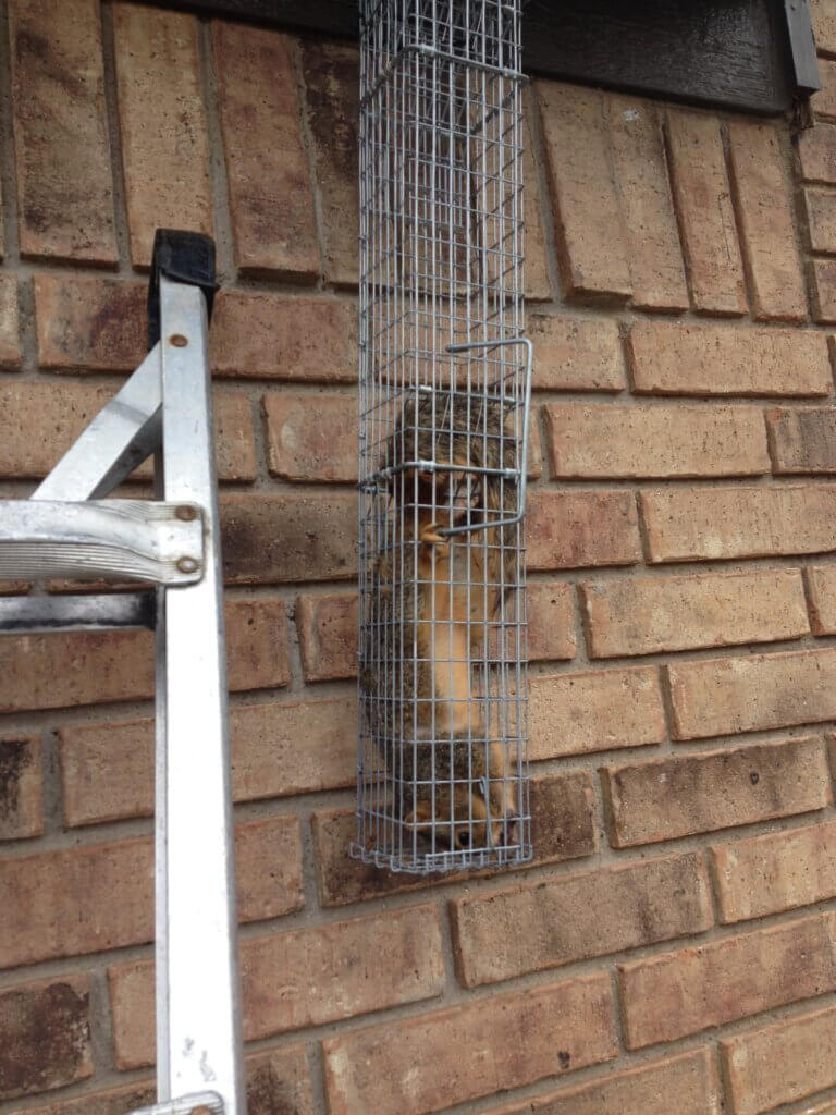 squirrel in an exclusion trap removed by red rover rodent removal in dallas texas