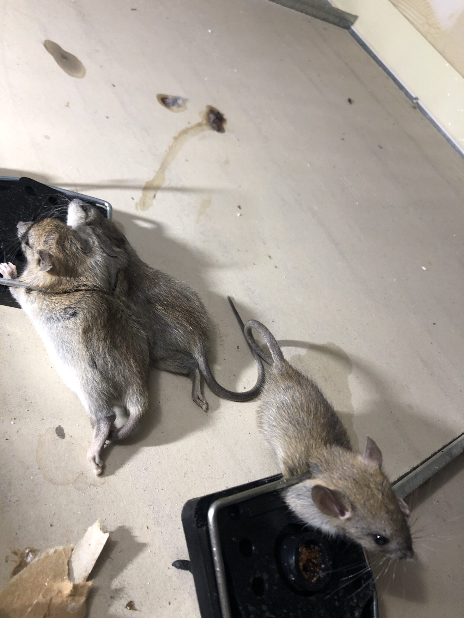 Rodent Control Methods: Pros and Cons of Different Approaches - Red ...